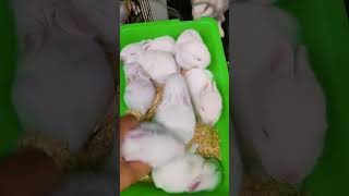 养兔子 Raising Rabbits #shorts #rabbits