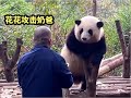 huahua panda大熊猫花花为什么要咬奶爸，实习生练手专用熊，并非浪得虚名