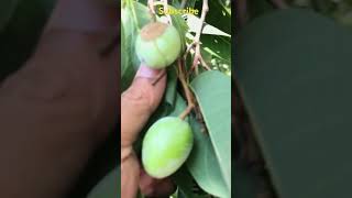 #ផ្លែចំបក់ #fruit