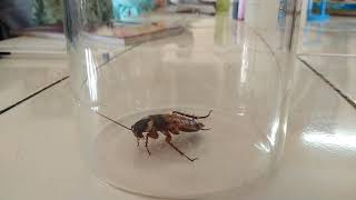 Antennal grooming in cockroach ll Animal behaviour study ll cockroach cleaning it's antennae