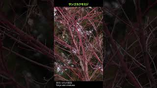 サンゴカクモミジ_葉を散らしてなお幹まで赤い6秒@八王子市feb(園芸種)