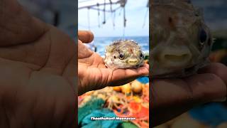 ரெம்ப பயங்கரமான மீன் #thoothukudimeenavan #trending #shortvideo #fishing #food #deepsea