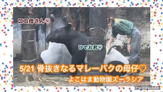 5/21 よこはま動物園ズーラシア マレーバクの母仔♡（ロコ母さん・ひでお君）