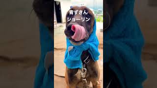 青ずきんショーリン