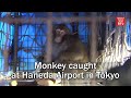 Monkey caught at Haneda Airport in Tokyo