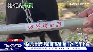 餵養浪浪...要負責嗎?12隻惡犬佔地為王 圍咬小黑狗｜TVBS新聞 @TVBSNEWS01