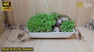 Cat TV mouse grabbing wheat grass, squabble, squeaking & playing for cats to watch | 8 hour 4k UHD