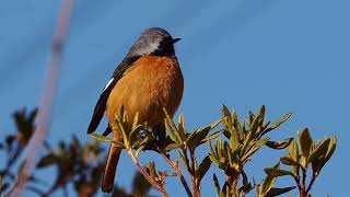 野鳥『ジョウビタキ』　可愛い冬鳥のジョウビタキともそろそろお別れかなぁ