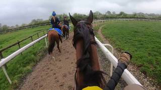 A day in the life of a race horse Toolatetodelegate P1- Inspire Racing Club