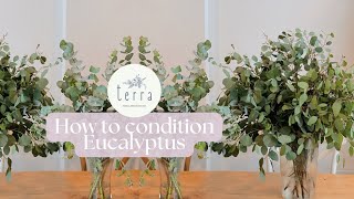 Eucalyptus 101: How to condition Eucalyptus #Tips #FloralDesign