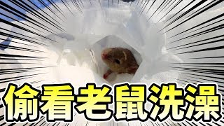 【維鼠劇場】偷看老鼠洗澡！竟然會臉紅心跳！？【維特】#1