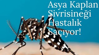 Asya Kaplan Sivrisineği!