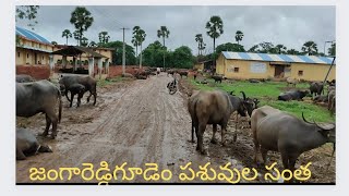 జంగారెడ్డిగూడెం పశువుల సంత/jrg buffalo market !!