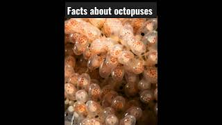 SHOCKING FACTS ABOUT OCTOPUSES#Afworld#superdude#factmanual