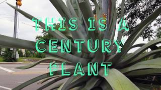 What is a Century Plant?