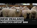 New Zealand: Export of live animals by sea to end this month