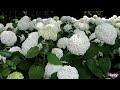 beautiful garden ♡ annabelle white hydrangea アナベル 4k 💝happy anniversary🦋