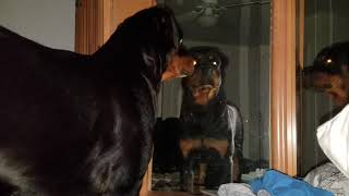 Rottweiler Kiya growling at herself in the mirror again