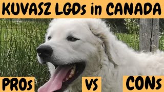 KUVASZ LGD DOGS in CANADA! PROs VS CONs? Dogs vs natural predators - what makes LGDs really good?