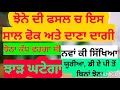 ਅਗੇਤੇ ਝੋਨੇ ਚ ਕਈ ਜਗਾ ਬਹੁਤ ਫੋਕ ਘਟੇਗਾ ਜਾਂ ਵਧੇਗਾ ਝਾੜ paddy crop this season yield