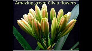 Green Clivia flowers at Utopia Clivias