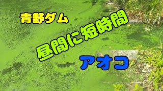 【青野ダム】昼間の抹茶湖を短時間スピナベ調査案件。