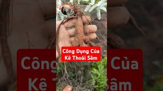 Bạn đã biết công dụng của Kê Thoái Sâm chưa?