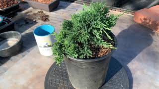 Bonsai Blue Rug Juniper