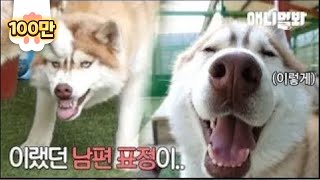 이혼 고민중이던 허숙희씨 부부 4주 후까지 갈 것도 없이 결론났습니다. ㅣHusky Dog Couple Considers A Divorce..The Conclusion Is?!