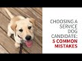 Choosing a service dog candidate: 5 common mistakes