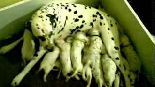 13 x 2.5 week old Dalmatian puppies!