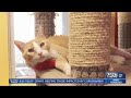 Cat Association of Topeka keeping cats happy and healthy while waiting to be adopted