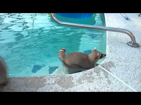 Raccoon swims in pool Raccoon swims in pool