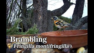 Fenyőpinty | Brambling (Fringilla montifringilla)