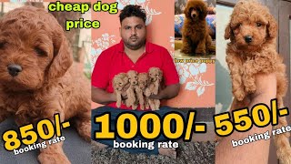 cheapest dog market Toy poodle puppy available in Delhi and India