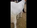 80 kg sojat bakra fresh 4 dant