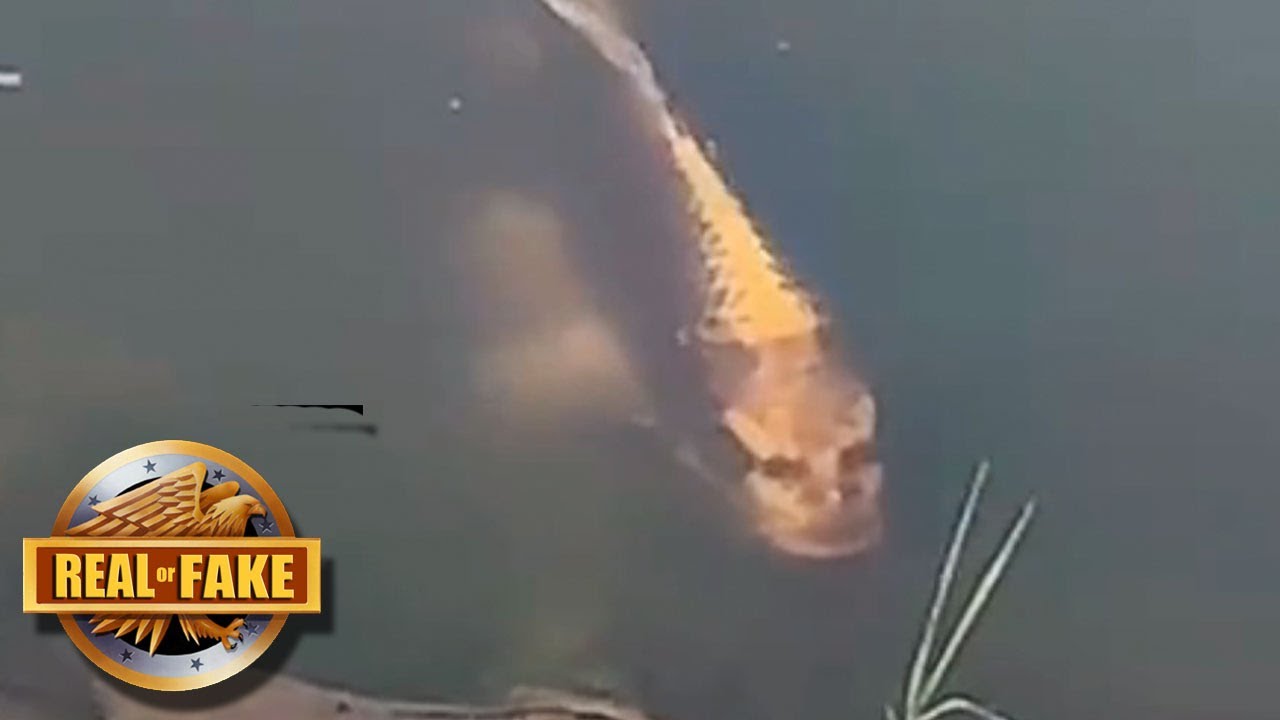 Human Lips And Teeth Fish Lipstutorial Org