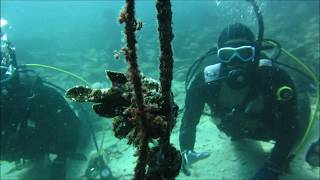 【カエルアンコウ】大当ビーチダイビング　鹿児島の海　笠沙町大当