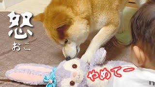 柴犬がぬいぐるみが好きな理由は？🧸　#Shorts