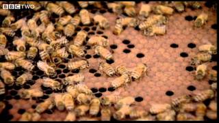 Behind the Beehive - The Code - Episode 2 - BBC