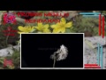 Proses Keindahan Goat's beard seed head opening and blowing away time lapse