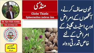 Benefits of globe thistle- Mundi booti-Herbal Medicine Video 95  Mundi- FTJ Course Video