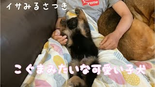 ジャーマンシェパードの子犬を迎えて3日目から1週間記録　犬vlog 【多頭飼い】