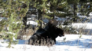 Quiet winter hiking in Yellowstone