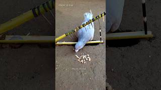 Pigeon trap | bird trap | Part 2.0 #shorts #youtubeshorts #ytshorts