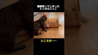 【兄弟猫でトンネル遊び！弟猫おちゃめすぎるよ…】#shorts  #保護猫 #子猫 #猫