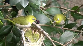 Playtube Pk Ultimate Video Sharing Website