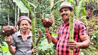 ഓണത്തിന് വേണ്ടുന്ന ചേന വീട്ടു പറമ്പിൽ നിന്ന് കിളച്ച് എടുത്തു