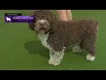 Spanish Water Dogs | Breed Judging 2023