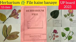 HERBARIUM 🌿 SHEET / UP Board 2023 Herbarium file kaise banaye ||#artartist1m